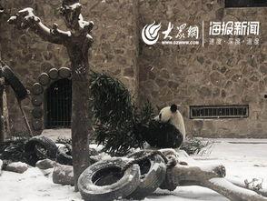 天津动物园爆料新闻视频,神秘动物亮相引游客热议 第1张 天津动物园爆料新闻视频,神秘动物亮相引游客热议 第1张